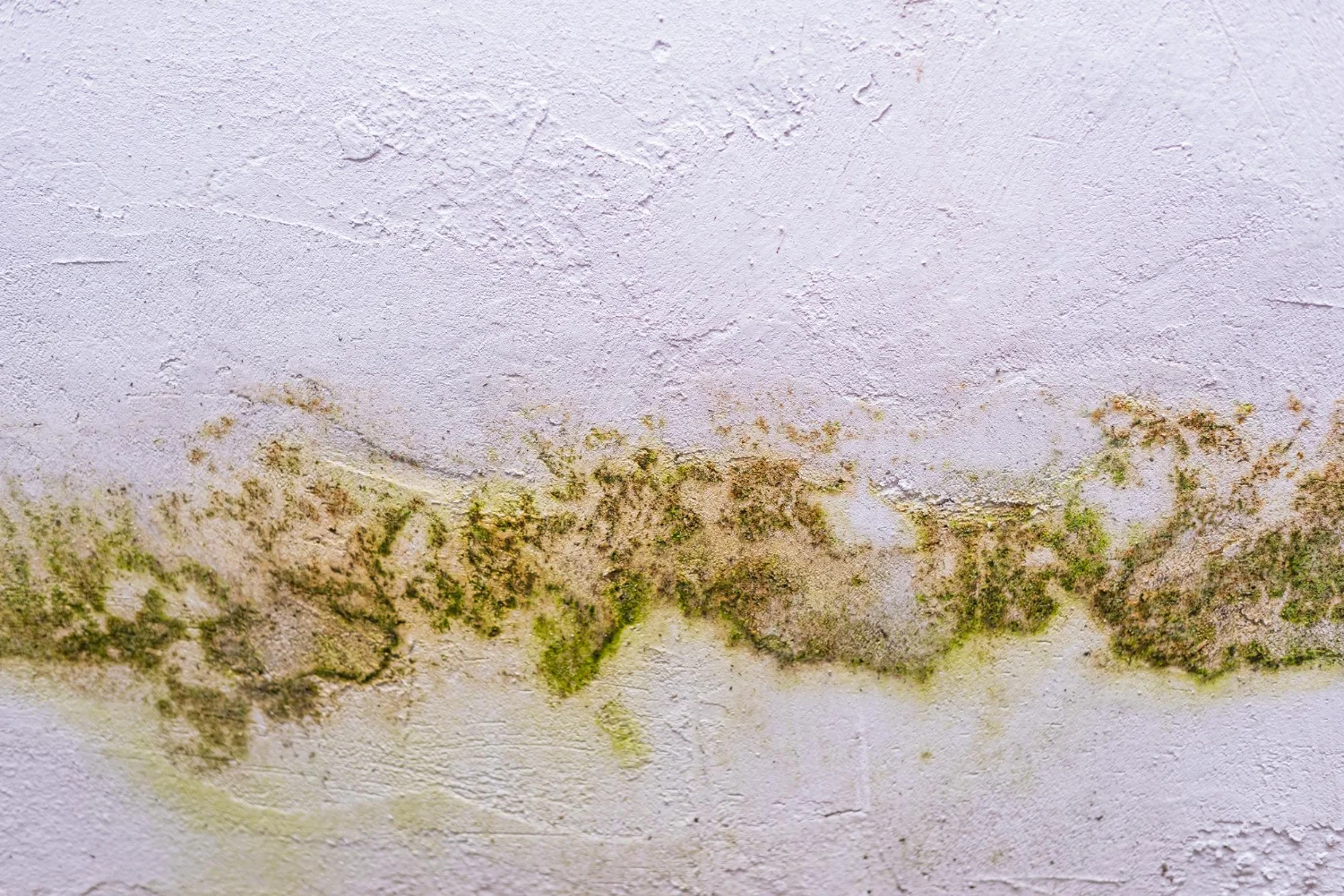 black mould removal melbourne