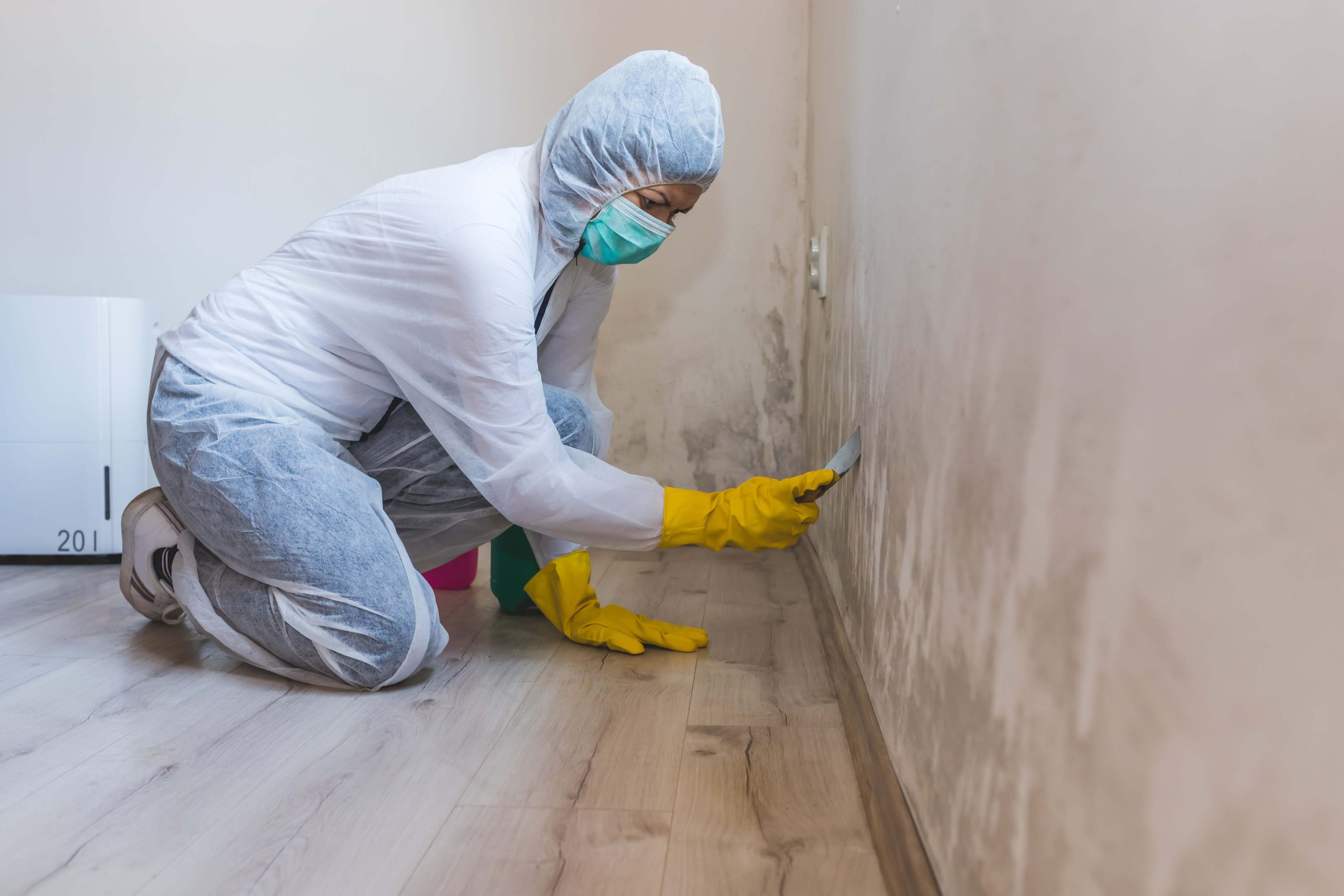 mould removal services melbourne